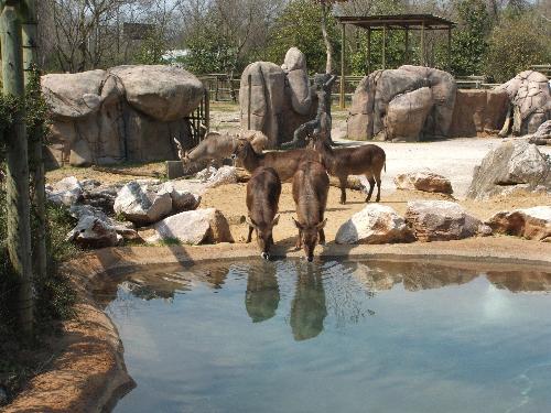Knoxville Zoological Gardens In Knoxville Tennessee