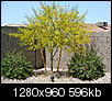 How to grow a palo verde tree?-dsc00579.jpg