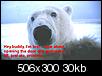 Endangered Polar Bears.... NOT!-lost-polar-bear.jpg