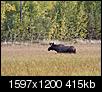 Some recent AK photo's-moose-totek-lake.jpg