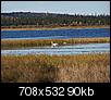 Some recent AK photo's-swans-totek-lake.jpg