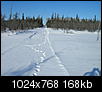 Some recent AK photo's-wolf-track-snow.jpg
