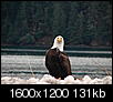 Photos of Sitka Alaska-eagle-along-beach.jpg