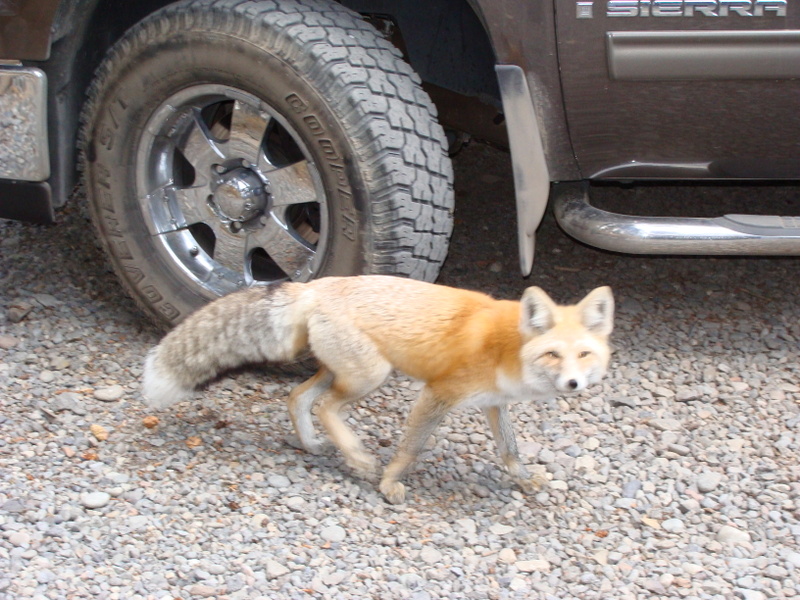 red fox sitting. How about a Red