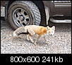Wildlife Sightings, actual animals, not athletes or vehicles.-fox.jpg