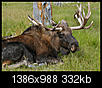 Good pics of Anchorage-bullmosseresting.jpg