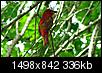 Pictures of Arkansas-img_5439-summer-tanager.jpg