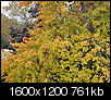 Fall foliage-img_7944.jpg