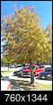 Trees on S.Lakeline Blvd, Cedar Park-imag0291-resized.jpg