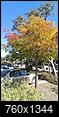 Trees on S.Lakeline Blvd, Cedar Park-imag0292-resized.jpg