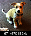 Lost Dog Downtown / Townlake / Dove Springs Area-screen-shot-2012-07-06-5.06.28
