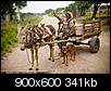 Vehicle that uses no gas.....Its coming-donkey-cart.jpg