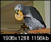 What birds do you have now?-atty-006.jpg