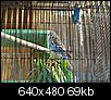 Budgie on the loose-budgie2.jpg