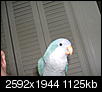 Anyone With Parrots or MaCaws?-my-pics-various-179.jpg