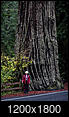 Redwoods and Sequoias-lady_1_1800mdv.jpg