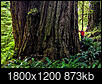 Redwoods and Sequoias-ca_x_12ndv.jpg
