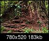 Hyperion: Tallest Redwood: Heard hide or hair? Scuttlebutt?-redwood_pesticide_c.jpg