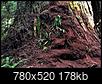 Hyperion: Tallest Redwood: Heard hide or hair? Scuttlebutt?-redwood_pesticide_d.jpg
