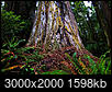Hyperion: Tallest Redwood: Heard hide or hair? Scuttlebutt?-hyperion_redwood_3000.jpg