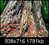 Hyperion: Tallest Redwood: Heard hide or hair? Scuttlebutt?-screen-shot-2020-04-12-18.09.14.png