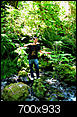 Redwood National Park-redwood_stream_700.jpg