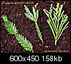If you are Californian - can you ID your plants-foliage_sample_b_600.jpg