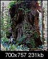 California Version of an Alaskan Wilderness trip: North Redwoods-mutant_700.jpg