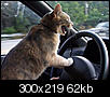 hello can any one suggest a nice good place to live in usa where we can get all facilities-s-funny-cat-driving-large300.jpg