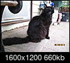 Black cat Appreciation Day-img_8127.jpg