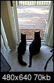 Kitty Katty and Charlie-20130917_172534.jpg