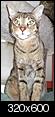 The world's most expensive domestic cat!-cimg0163.jpg