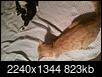 Cats are suffering, being eaten by fleas and younger cat has upper res-20160827_074535.jpg