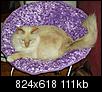 What color cat is your favorite?-mac-newbed2.jpg