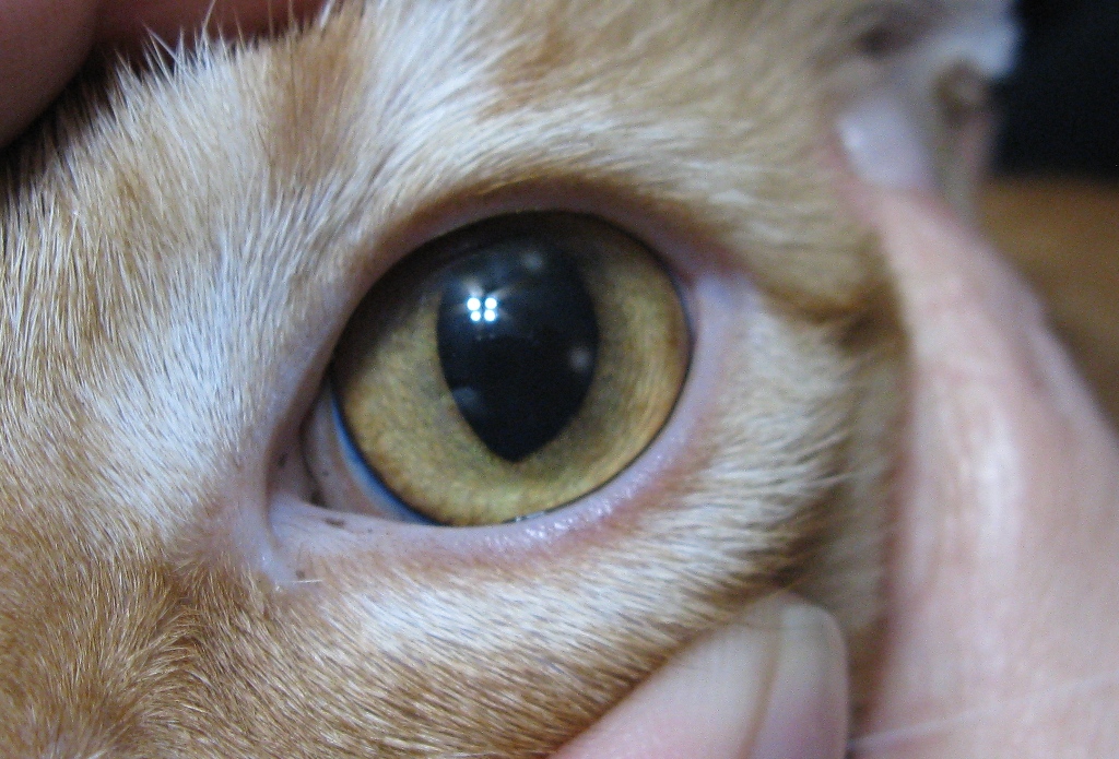 Brand new spots in cat's eye. What could it be?-freddy-eye.jpg