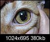 Brand new spots in cat's eye.  What could it be?-freddy-eye.jpg