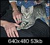Couldn't resist...another kitten!!!-pict0448.jpg