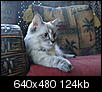Why aren't there 2 - 3 pound cats?  They miniaturized dogs - why not cats?-chris-jim-visit-11-08-001.jpg