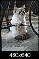 Why aren't there 2 - 3 pound cats?  They miniaturized dogs - why not cats?-chris-jim-visit-11-08-007.jpg