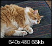 Maine Coon Cats-2006_0823aug_230007.jpg