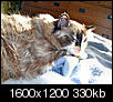 Cat pics!!!-dec-2008-katrinas-long-fur-whiskers.jpg
