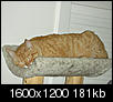 Cat pics!!!-fat-boy-rests.jpg
