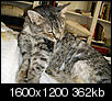 Cat pics!!!-dec-2008-emma-likes-her-fur