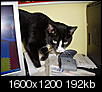 Cat pics!!!-feb-2009-001.jpg