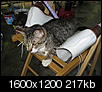 Cat pics!!!-summer-09-083.jpg