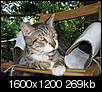Cat pics!!!-summer-09-084.jpg