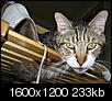 Cat pics!!!-summer-09-085.jpg
