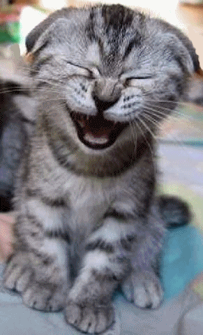 Image result for cat laughing