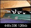 Tuxedo Cats....get one or two-dscn0312-2-small-version.jpg