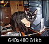 Adopting older & black cats....-2007-03-14_hansel_with_bow.jpg